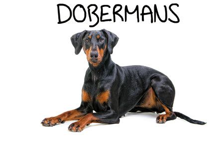 Rus qizi eshakda sikiladi