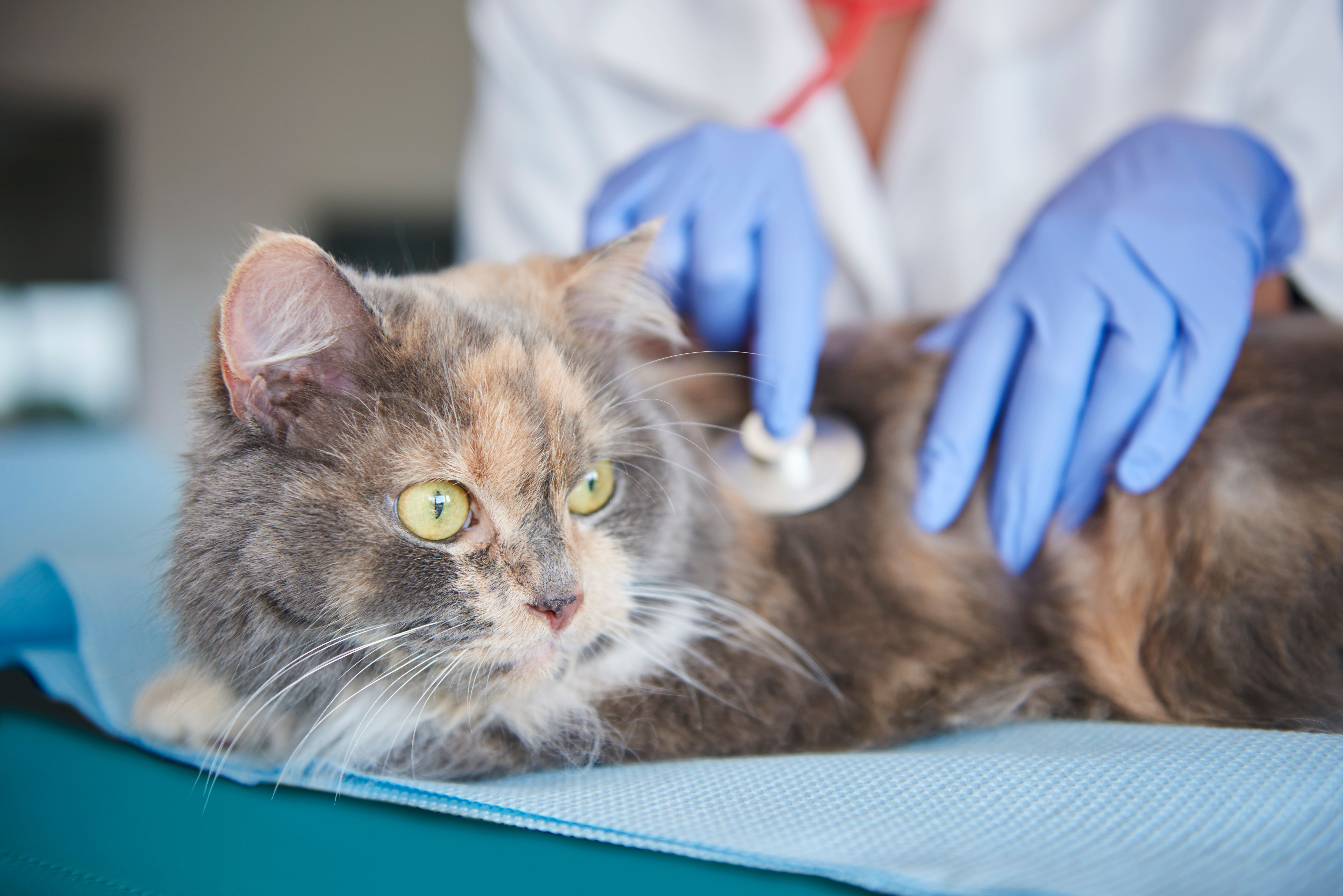 Обследование кошек. Кошка в ветеринарной клинике. Кошка терапия. Ветеринар с кошкой.