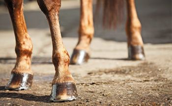 equine-scheduling-450.jpg