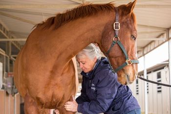 Arizona-Animal-Massage-Celeste-Kelly-450.jpg