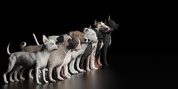 veterinary-dogs-lined-up-AdobeStock_260518048-450.jpeg.jpg
