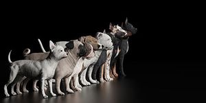 veterinary-dogs-lined-up-AdobeStock_260518048-450.jpeg.jpg