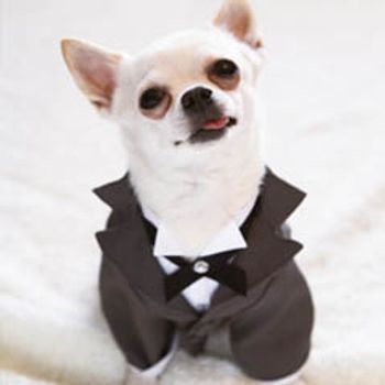 weddingdog_1_240-523916-1384678405146.jpg