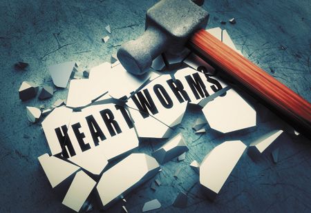 veterinary-smashing-heartworms-450px-shutterstock-251315983.jpg