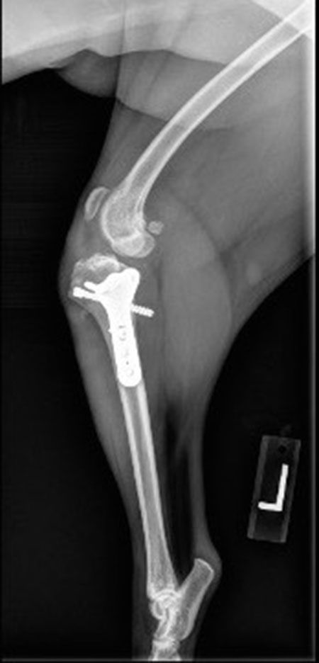 Cranial cruciate ligament injuries in dogswhere to go next?