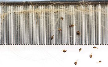 veterinary-flea-on-comb-169958807_450.jpg