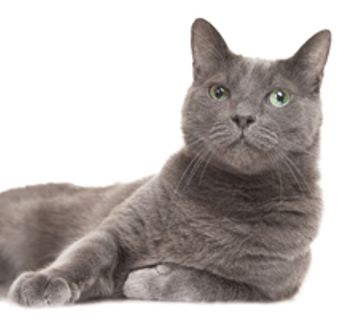 veterinary_cat-grey-477805935_220px.jpg