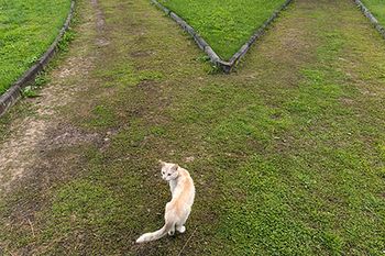 veterinary-cat-two-roads-crossroads-AdobeStock_175739983-450.jpg