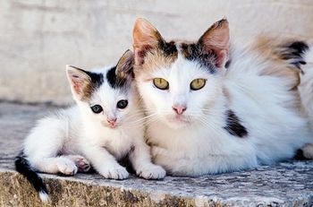 veterinary_strayCats_2012_sb10069763ad-001-New-1410276164842-New-1410276316682.jpg