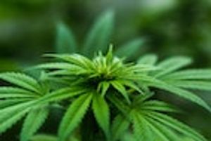 Rebuttal: How to Pick the Best Cannabis Products for Pets