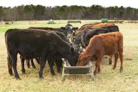 Texas agriculture commissioner presses FDA to authorize feed-based ivermectin for NWS