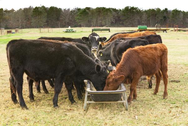 Texas agriculture commissioner presses FDA to authorize feed-based ivermectin for NWS
