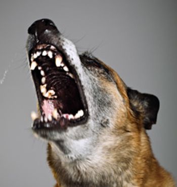 veterinary_CornellExpulsion_220.jpg