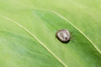 Asian longhorned tick