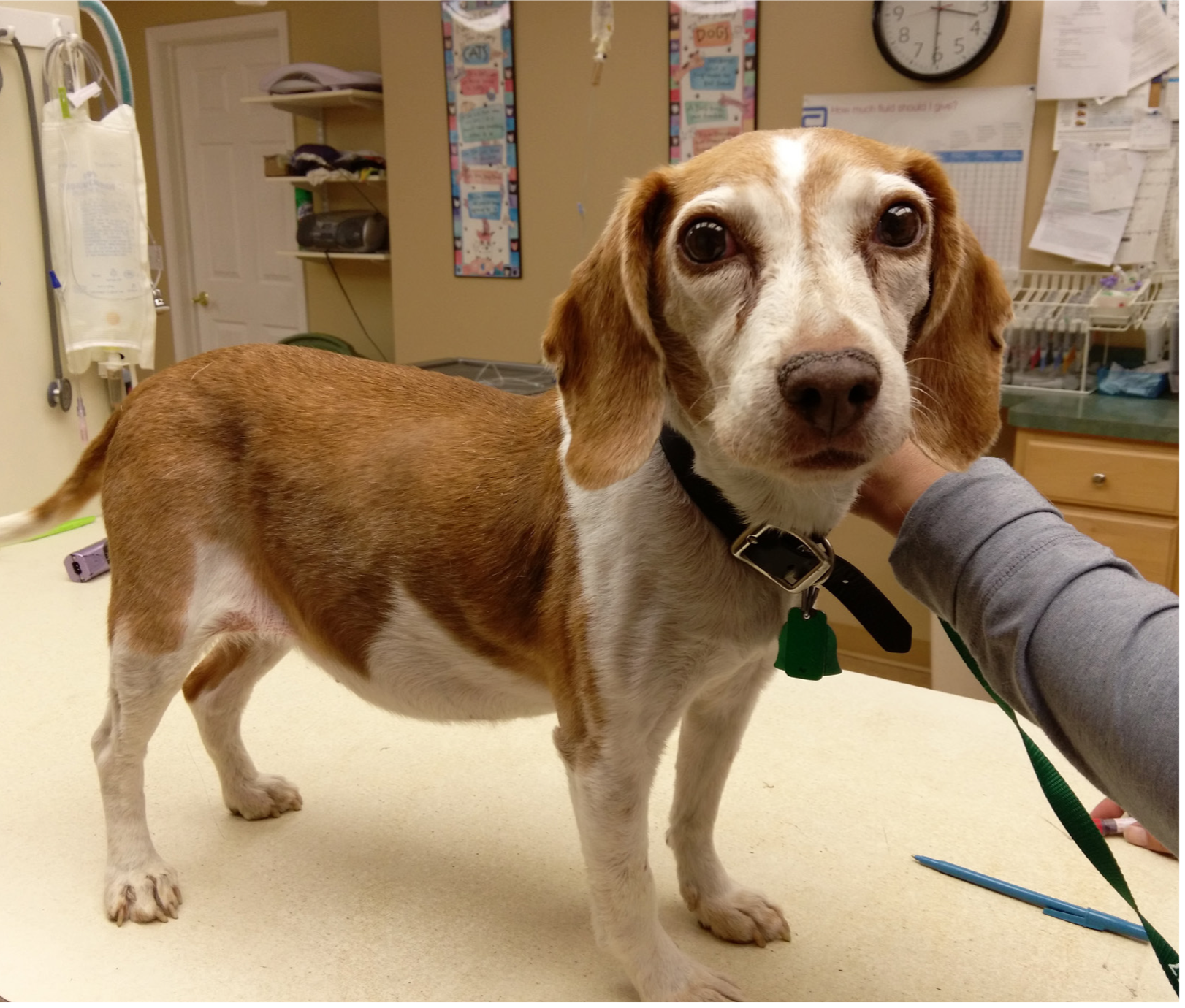 why does my dog who has cushings need l-carnitine Cushing's syndrome in dogs Cushings disease rarely shows up