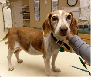 dog being examined by vet