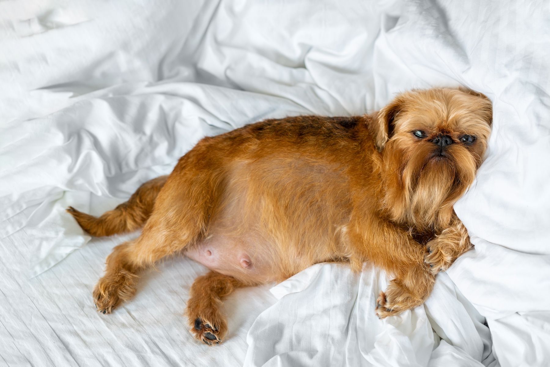 Pregnant Brussels Griffon dog 