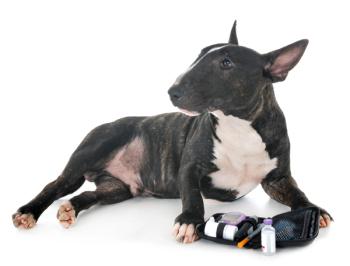 Canine diabetes