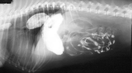 can dogs have hiatal hernias