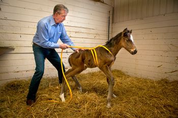 20150127_foal_450.jpg