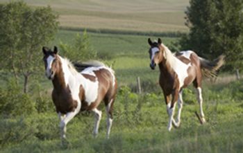 DVM_veterinarynews_horsedisease_flash.s-555426-1384670525741.jpg