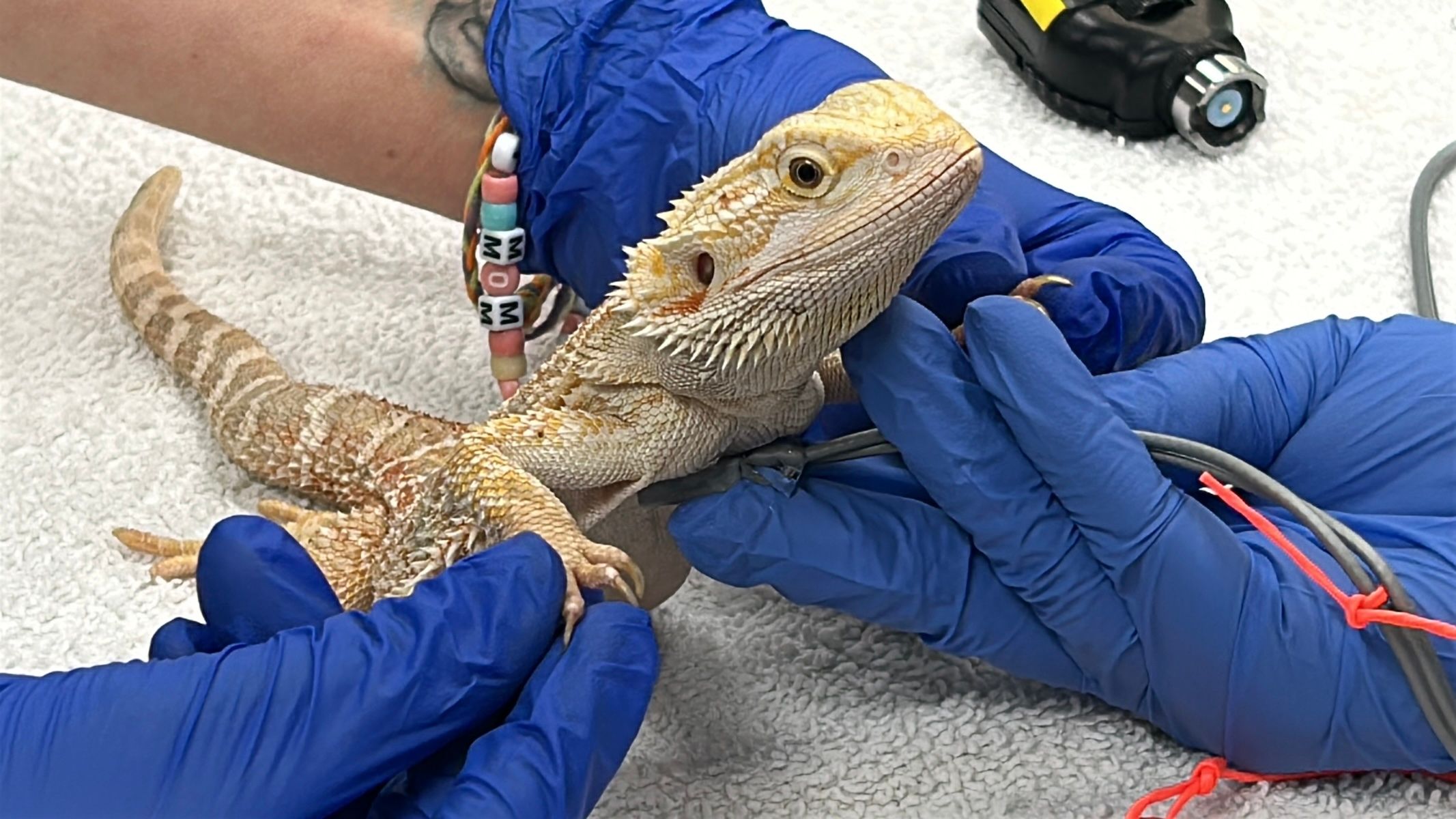 Bearded dragon