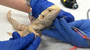 Bearded dragon