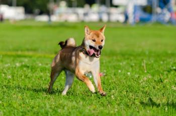 Mary Swift /stock.adobe.com