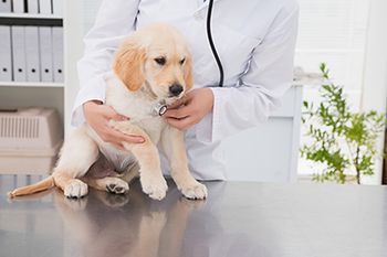 veterinary-veterinarian-examining-a-cute-dog-with-a-stethoscope-in-medical-office-shutterstock-256180705-body.jpg