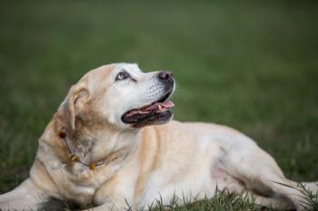Senior dog