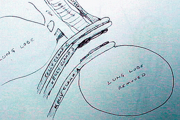 veterinary_crowe_diagram_1-615061-1384500332123.gif