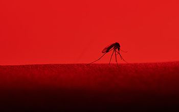 mosquito