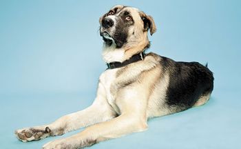veterinary-dog-blue-background-460pxX284px-shutterstock-94261066.jpg