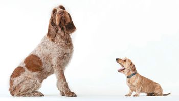 Small-dog-barking-at-bigger-dog_166273389.jpg