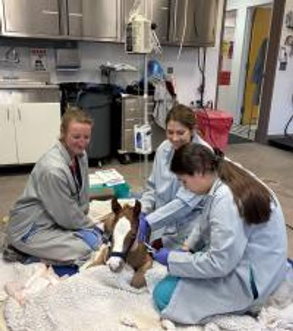 Premature colt survives red bag delivery, sepsis after 29 days in UC Davis NICU