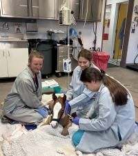 Premature colt survives red bag delivery, sepsis after 29 days in UC Davis NICU