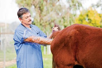 veterinary-Veterinarian-performing-pregnancy-exam-on-a-horse-154954836_450.jpg
