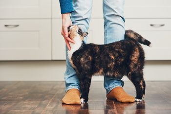 veterinary-cat-with-owner-in-socks_AdobeStock_190912593-450.jpg