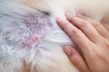 Canine dermatitis