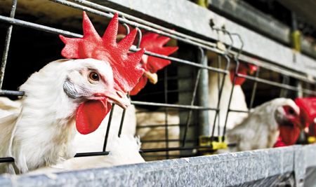 veterinary_chicken_cage_450px_85524534.jpg