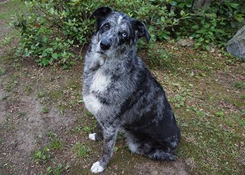 veterinary_seniorcare_450.jpg