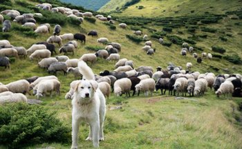 Roman/stock.adobe.com