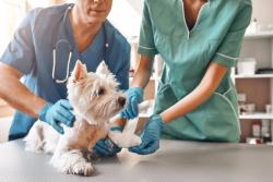Viticus group seeks applications for veterinary boot camp scholarship