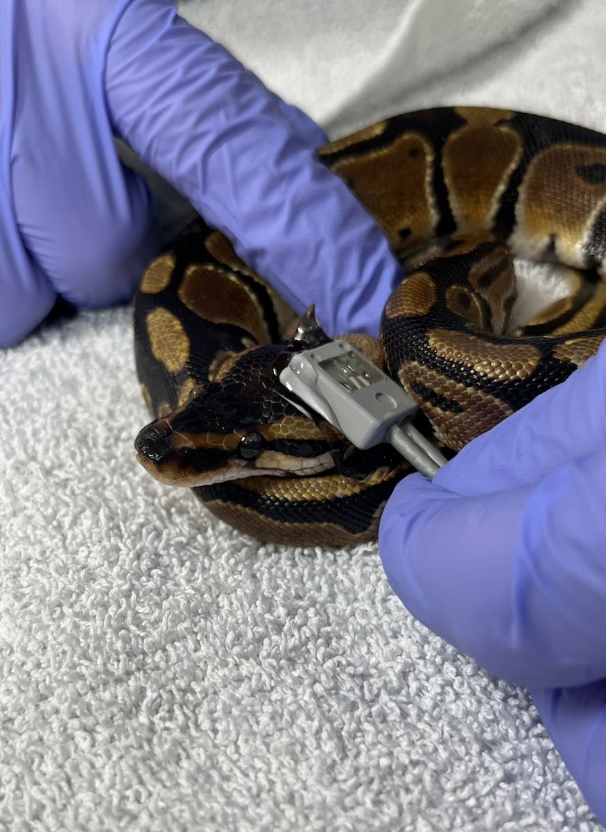 The ideal place to take reptiles’ pulse