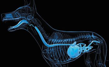 veterinary-dog-digestive-system-173297582_450.jpg