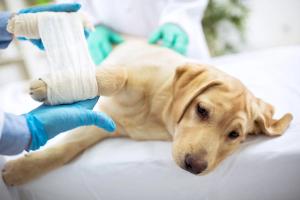 Healing orthopedic injuries