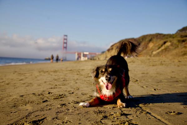 Sneak peek: dvm360’s final Fetch conference of the year kicks off this weekend, and other news