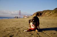 Sneak peek: dvm360’s final Fetch conference of the year kicks off this weekend, and other news