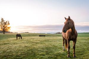 Equine