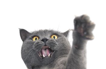 veterinary-british-shorthair-cat-crazy-expression-450px-shutterstock-329153033.jpg